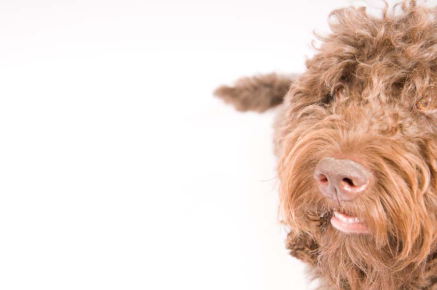 Barbet — photo de la race de chien originaire de France (5)