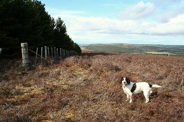 Springer anglais — photo de la race de chien originaire de Angleterre (1)