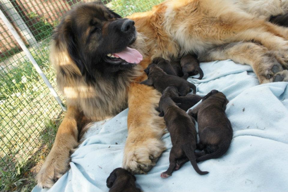 Léonberg — photo de la race de chien originaire de Allemagne (3)