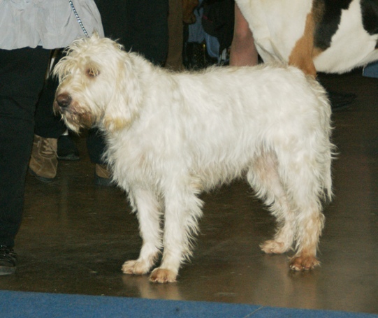 Briquet griffon vendéen — photo de la race de chien originaire de France (4)