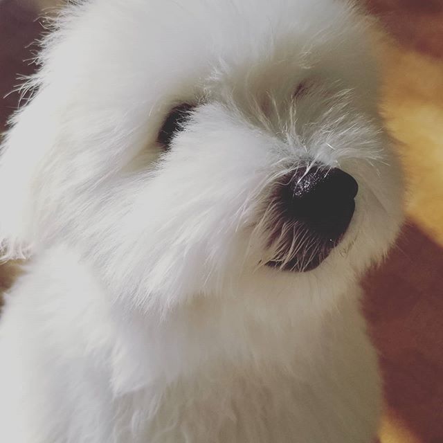 Coton de Tuléar — photo de la race de chien originaire de Madagascar (4)