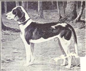 Brachet allemand