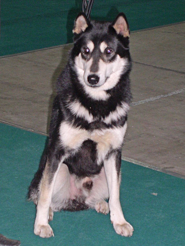 Laïka de Sibérie orientale — photo de la race de chien originaire de Russie (4)