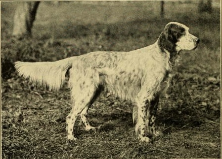 Setter anglais — photo de la race de chien originaire de Angleterre (2)