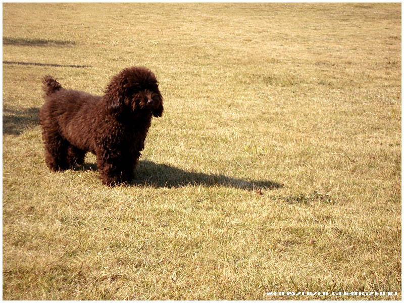 Caniche — photo de la race de chien originaire de France, Allemagne (4)