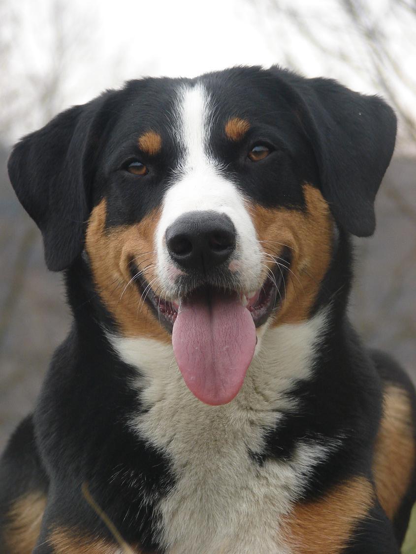 Bouvier d’Appenzell — photo de la race de chien originaire de Suisse (6)