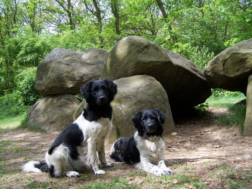 Stabyhoun — photo de la race de chien originaire de Pays-Bas (2)