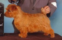 Norfolk Terrier