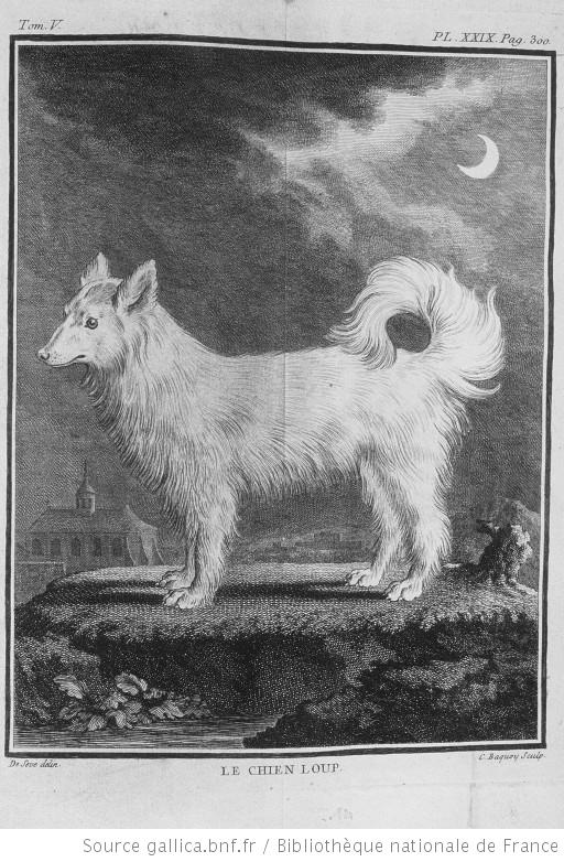 Spitz allemand — photo de la race de chien originaire de Allemagne (6)