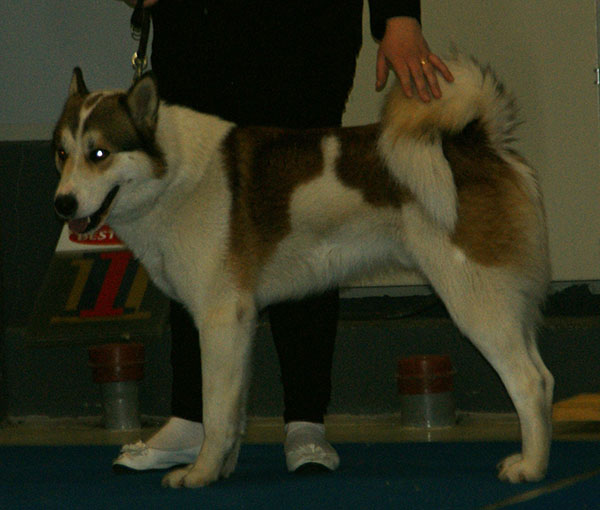 Laïka de Sibérie orientale — photo de la race de chien originaire de Russie (6)