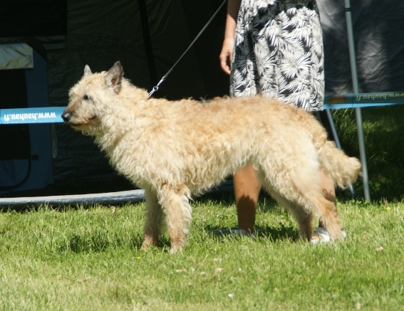 Berger Belge Laekenois — photo de la race de chien originaire de Belgique (6)