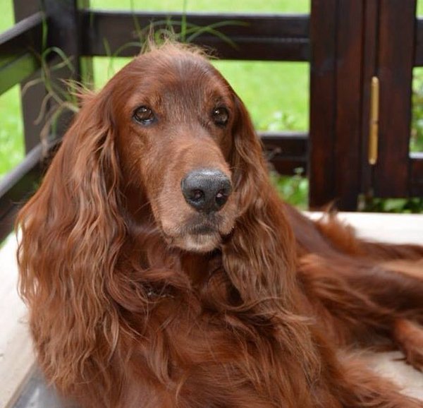 Setter irlandais — photo de la race de chien originaire de Irlande (6)