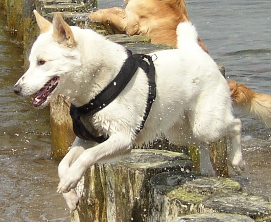 Chien de Canaan — photo de la race de chien originaire de Palestine (4)