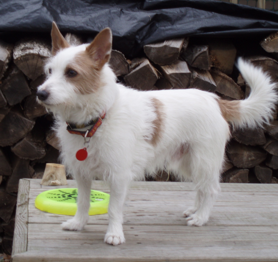 Podenco portugais — photo de la race de chien originaire de Portugal (6)