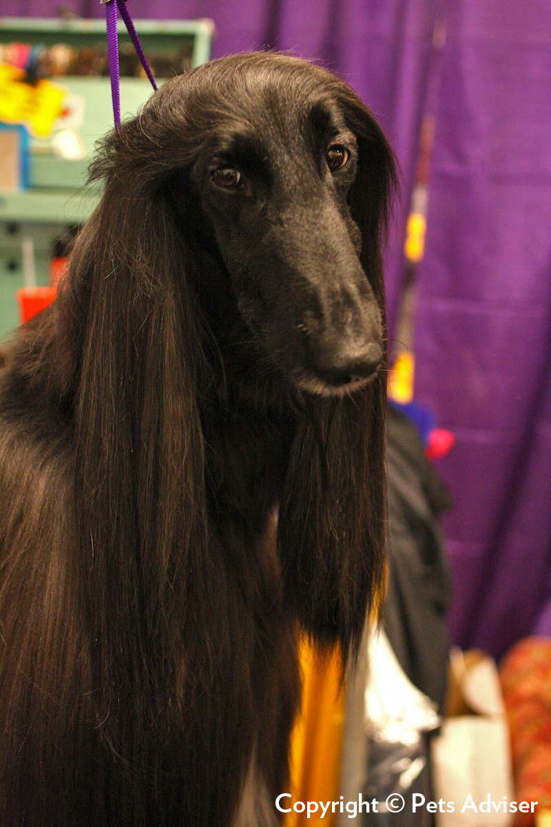 Lévrier afghan — photo de la race de chien originaire de Afghanistan (3)