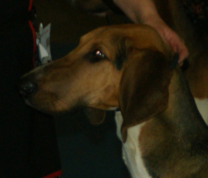 Poitevin — photo de la race de chien originaire de France (4)