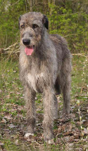 Lévrier irlandais — photo de la race de chien originaire de Irlande (2)