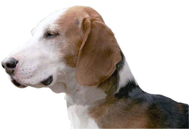 Brachet allemand — photo de la race de chien originaire de Allemagne (1)
