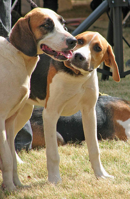 Harrier — photo de la race de chien originaire de Royaume-Uni (3)