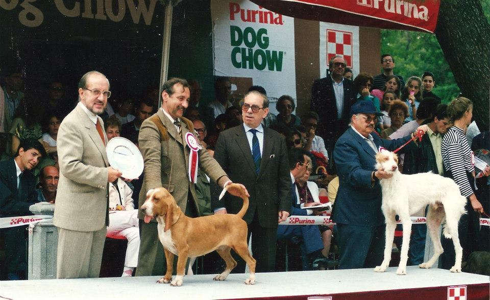 Chien courant espagnol — photo de la race de chien originaire de Espagne (5)