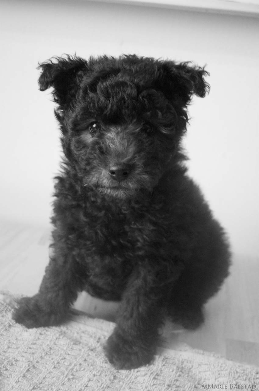 Pumi — photo de la race de chien originaire de Hongrie (3)