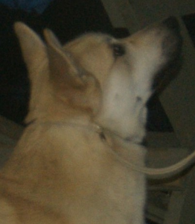 Buhund norvégien — photo de la race de chien originaire de Norvège (3)