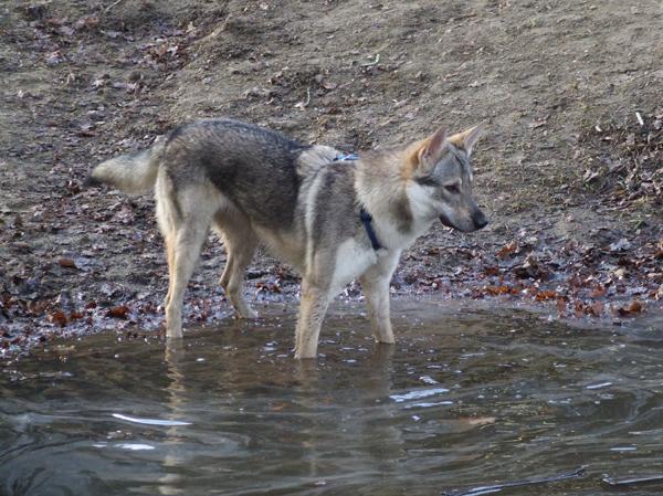 Chien-loup Tchèque — photo de la race de chien originaire de Tchécoslovaquie (2)