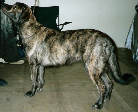 Cao fila de São Miguel — photo de la race de chien originaire de Portugal (6)