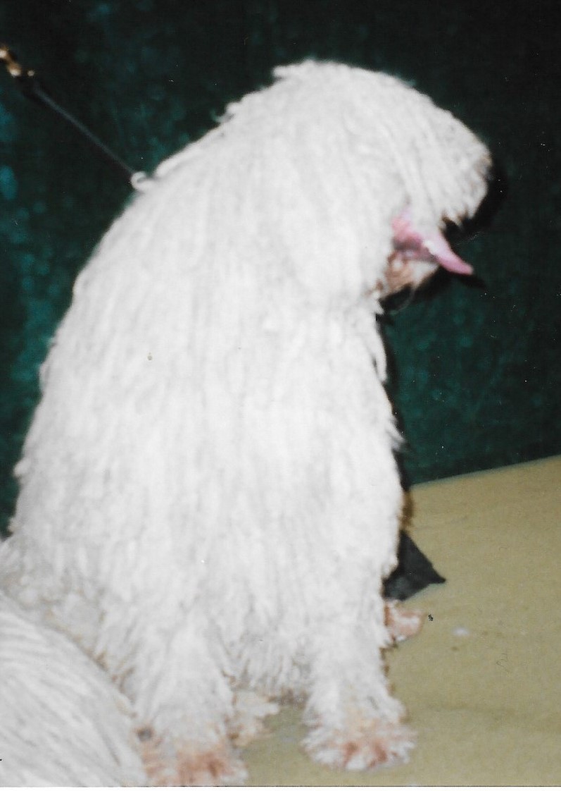 Komondor — photo de la race de chien originaire de Hongrie (5)