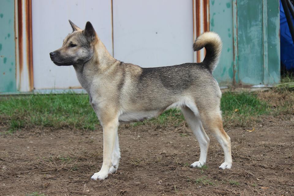 Kishu — photo de la race de chien originaire de Japon (5)