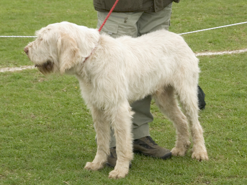 Spinone — photo de la race de chien originaire de Italie (1)