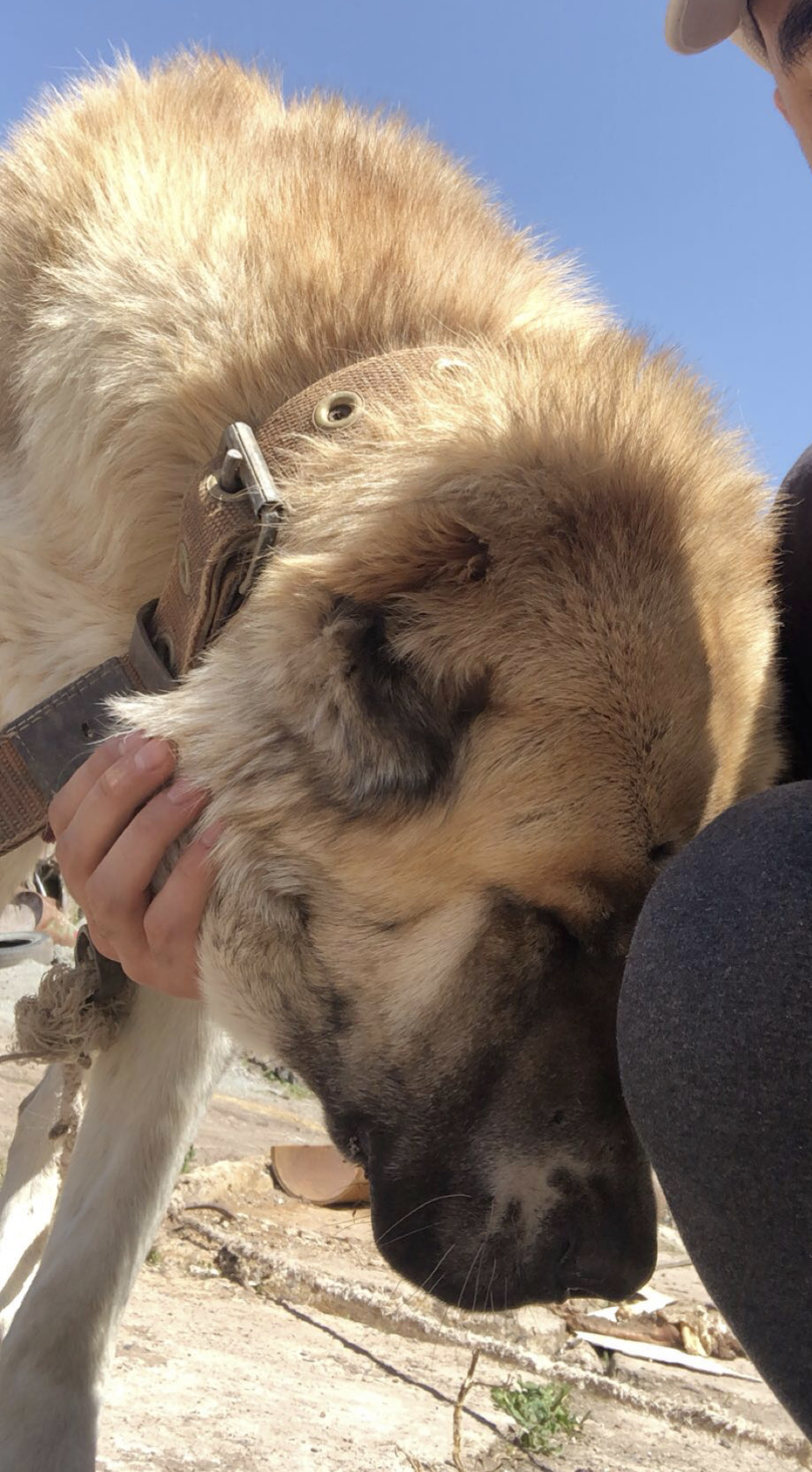 Berger du Caucase — photo de la race de chien originaire de Géorgie (2)