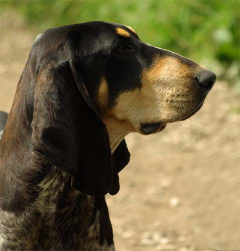 Petit bleu de Gascogne — photo de la race de chien originaire de France (6)
