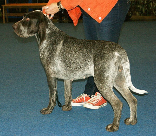 Braque de Burgos — photo de la race de chien originaire de Espagne (3)