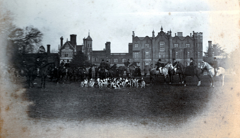 Foxhound anglais — photo de la race de chien originaire de Angleterre (4)