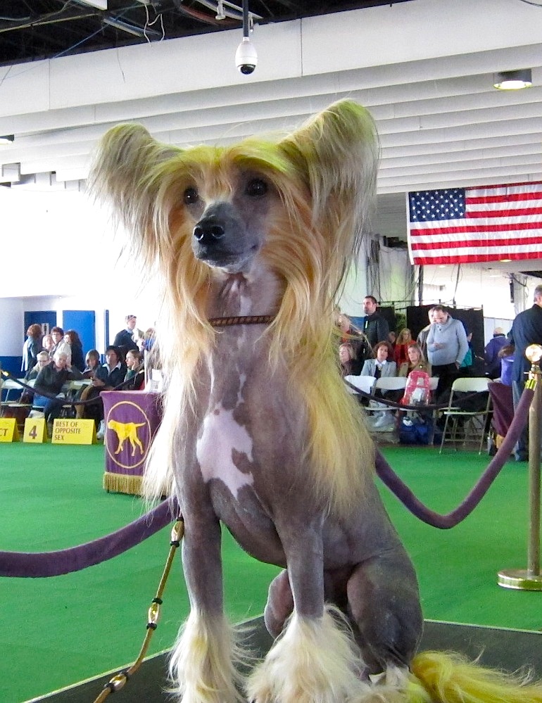 Chien chinois à crête — photo de la race de chien originaire de République populaire de Chine (3)