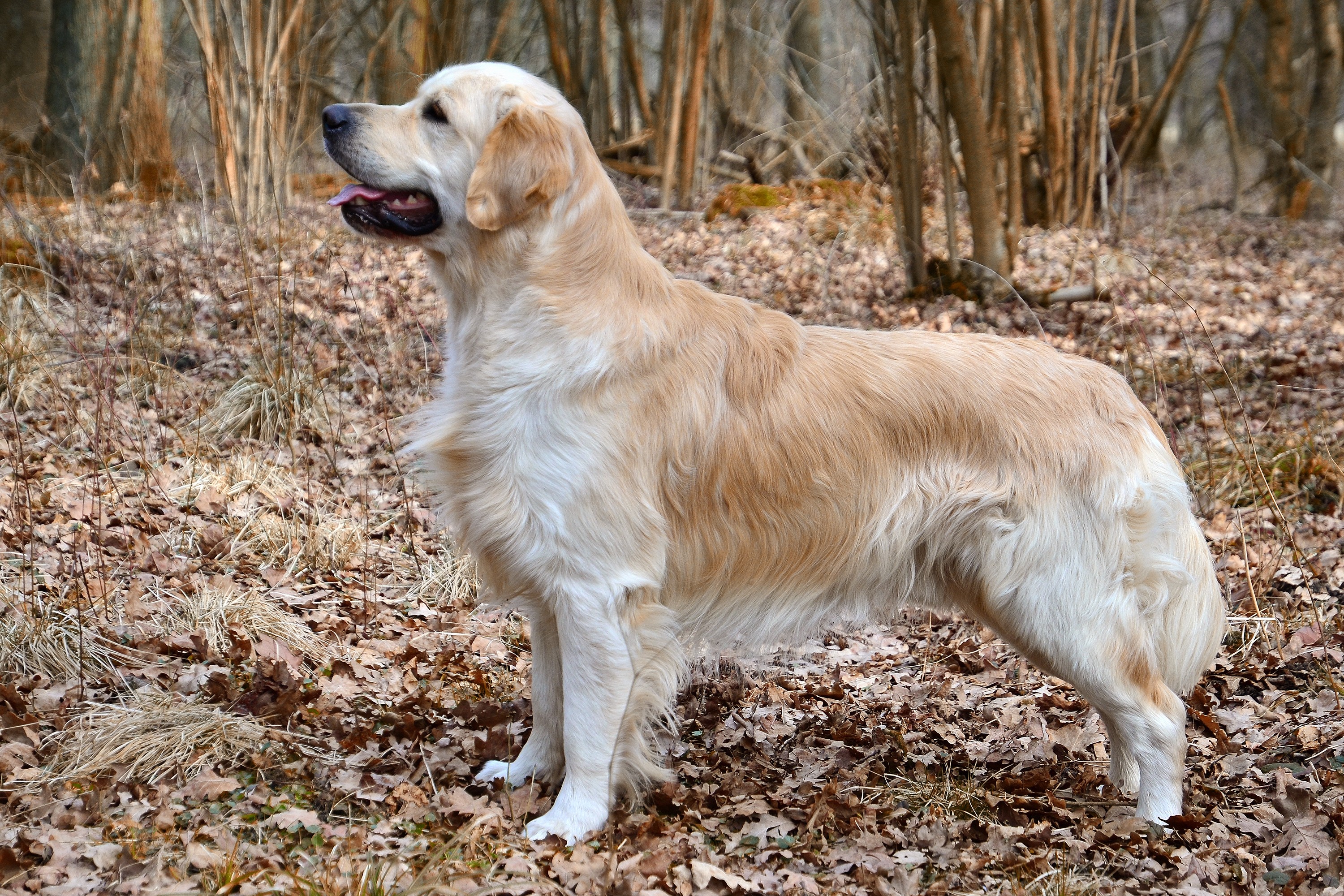 Golden Retriever — race de chien