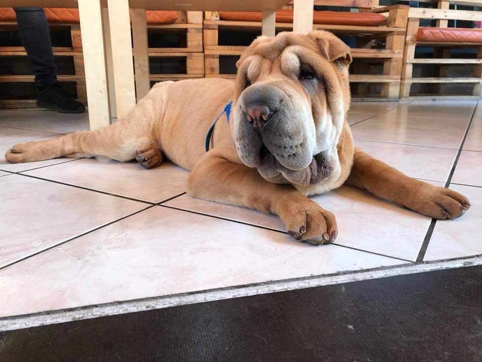 Shar Pei — photo de la race de chien originaire de République populaire de Chine (3)