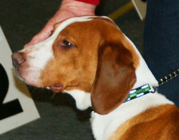 Chien courant de Posavatz — photo de la race de chien originaire de Croatie (2)