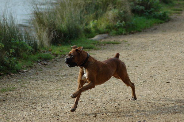Boxer — photo de la race de chien originaire de Empire allemand (3)