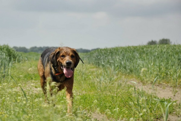 Brachet polonais — photo de la race de chien originaire de Pologne (2)