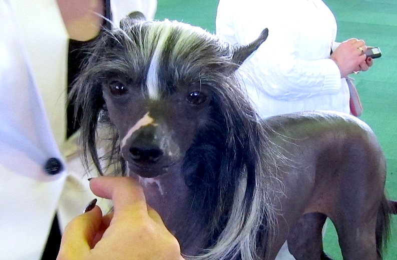 Chien chinois à crête — photo de la race de chien originaire de République populaire de Chine (5)