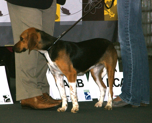 Beagle-harrier — photo de la race de chien originaire de France (5)