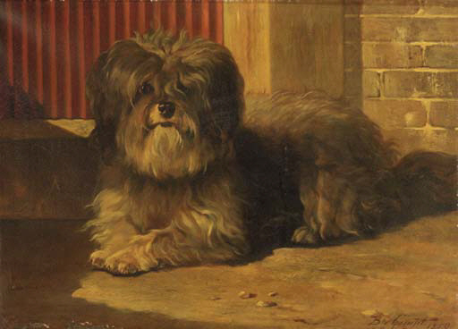Terrier tibétain — photo de la race de chien originaire de Tibet (5)