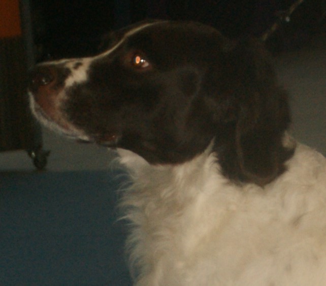 Epagneul à perdrix de Drente — photo de la race de chien originaire de Pays-Bas (2)