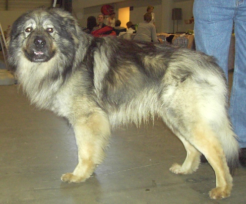 Berger du Karst — photo de la race de chien originaire de Slovénie (2)