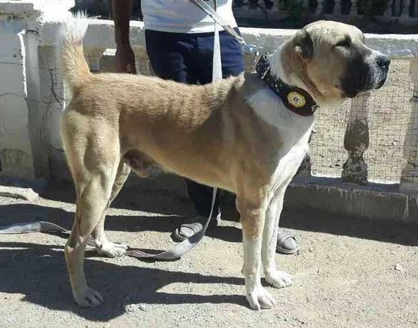 Berger d’Asie centrale — photo de la race de chien originaire de Asie centrale soviétique (1)