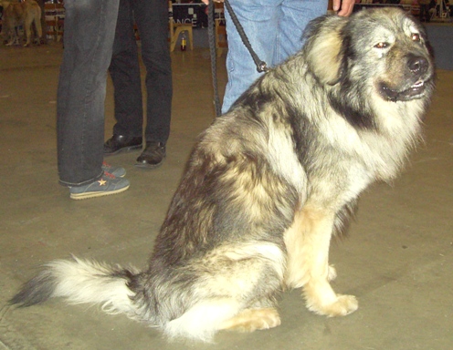 Berger du Karst — photo de la race de chien originaire de Slovénie (6)