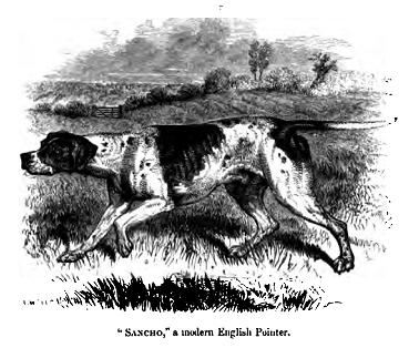 Pointer anglais — photo de la race de chien originaire de Angleterre (1)