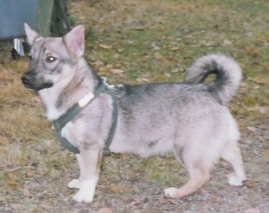 Spitz des Wisigoths — photo de la race de chien originaire de Suède (5)